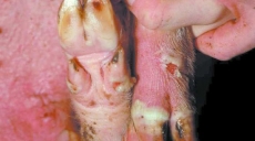 Bệnh lở mồm long móng trên heo (Foot & Mouth disease – FMD) nguy hiểm như thế nào?