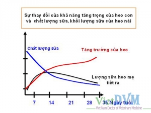 Tại sao ngày cai sữa cho heo nên từ 21 ngày trở đi?