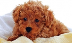 Toy Poodle - Giống chó tận tâm với chủ nhân