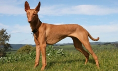 Giống chó Pharaoh hound - quốc khuyển của đất nước Malta