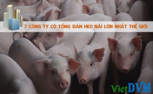 7 công ty chăn nuôi heo có số heo nái lớn nhất thế giới