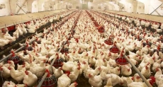 Brazil - nơi "cuộc sống" không có cúm gia cầm (H5N1)