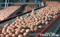 [Tin vắn] Thu hồi hơn 200 triệu trứng gia cầm tại Mỹ