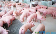 Giá heo hôm nay 11/4: Tăng 'phi mã' 5.000 đồng/kg, nhiều nơi đạt gần 40.000 đồng/kg