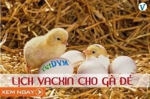 Lịch vaccine cho gà đẻ