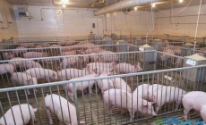Hoà Phát nhập gần 500 con lợn khởi động dự án chăn nuôi