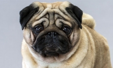 Pug - Giống chó có ngoại hình đặc biệt nhất trên thế giới