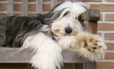 Giống chó Bearded Collie - rất thông minh, hay tò mò, thích khám phá