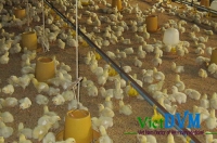 Dinh dưỡng Protein cho gà thịt công nghiệp
