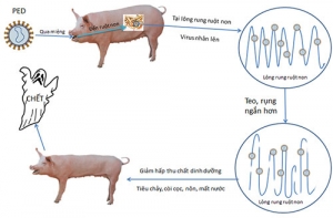 Dịch tiêu chảy cấp trên heo (Porcine Epidemic Diarrhoea - PED)