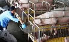 Giá heo hơi 20/07: Heo giống 1,7 triệu/con, tái đàn hay không?