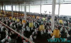 Chăn nuôi Việt Nam 2018: 6 tháng cuối năm sẽ diễn biến ra sao?