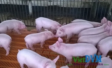 Bệnh cúm lợn (cúm heo) trong chăn nuôi công nghiệp (Swine Influenza)